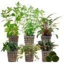 Aquarienpflanzen Set - 120 Liter - Farbig - einfach - Nr. 04