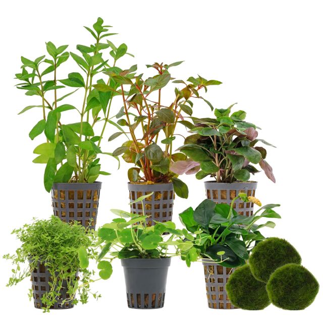 Aquarienpflanzen Set - 120 Liter - Farbig - einfach - Nr. 05