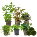 Aquarienpflanzen Set - 120 Liter - Farbig - einfach - Nr. 05