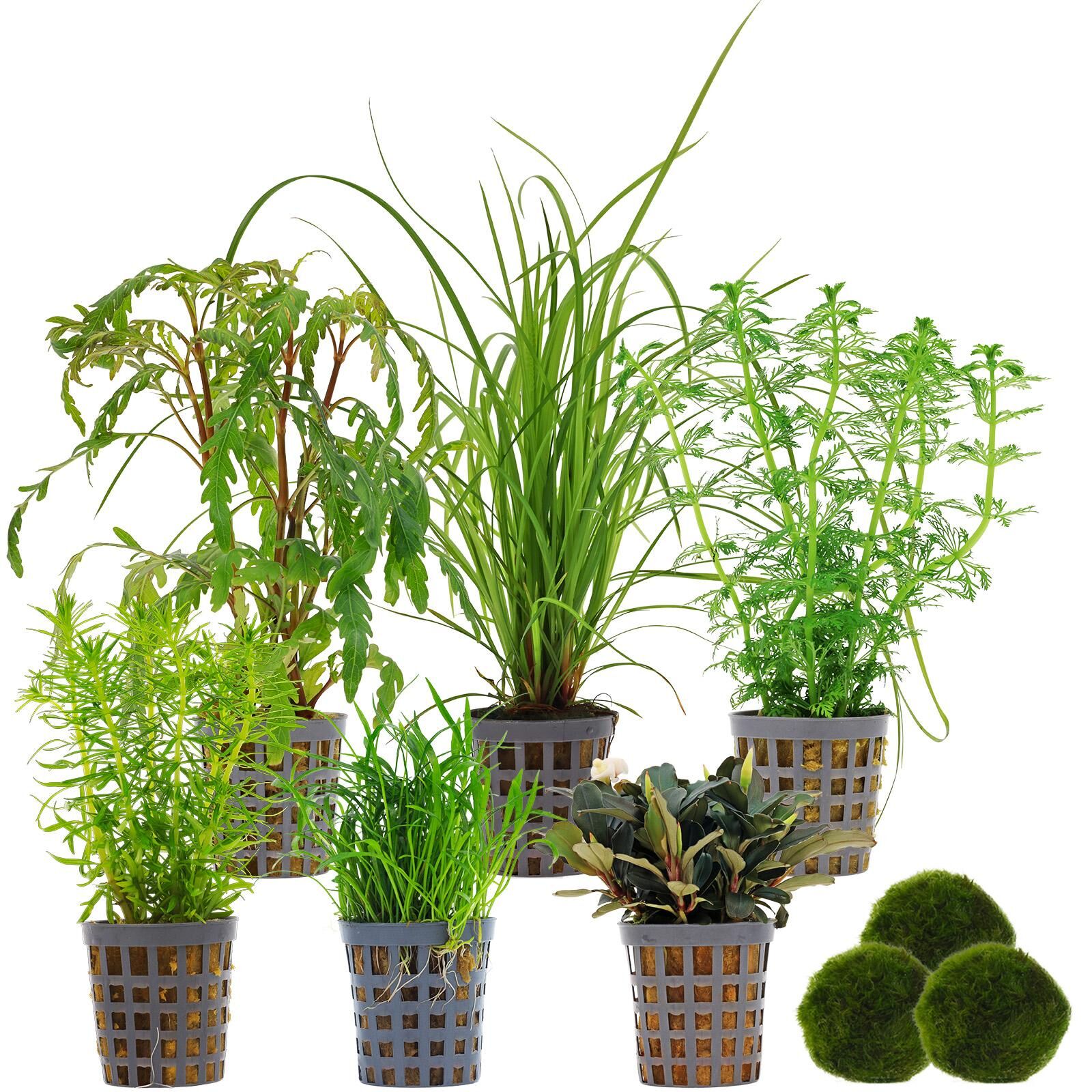 Aquarienpflanzen Set - 120 Liter - Gr&uuml;n - mittel - Nr. 01