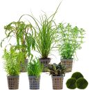 Aquarienpflanzen Set - 120 Liter - Grün - mittel -...