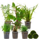 Aquarienpflanzen Set - 120 Liter - Grün - mittel -...