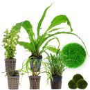 Aquarienpflanzen Set - 120 Liter - Grün - mittel -...