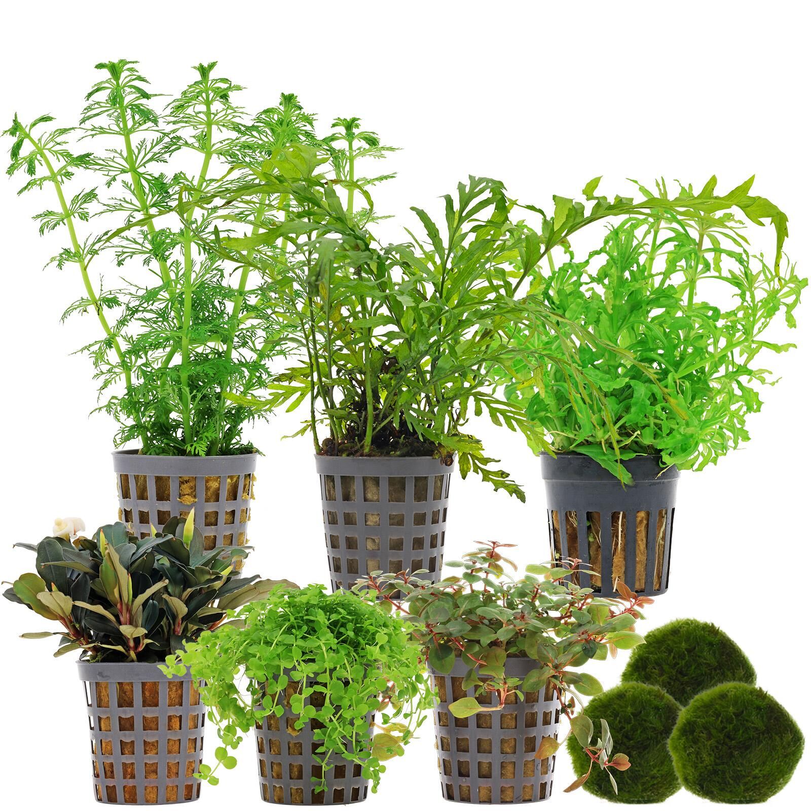 Aquarienpflanzen Set - 120 Liter - Farbig - mittel - Nr. 01