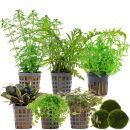 Aquarienpflanzen Set - 120 Liter - Farbig - mittel - Nr. 01