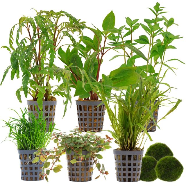 Aquarienpflanzen Set - 120 Liter - Farbig - mittel - Nr. 02