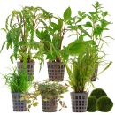 Aquarienpflanzen Set - 120 Liter - Farbig - mittel - Nr. 02
