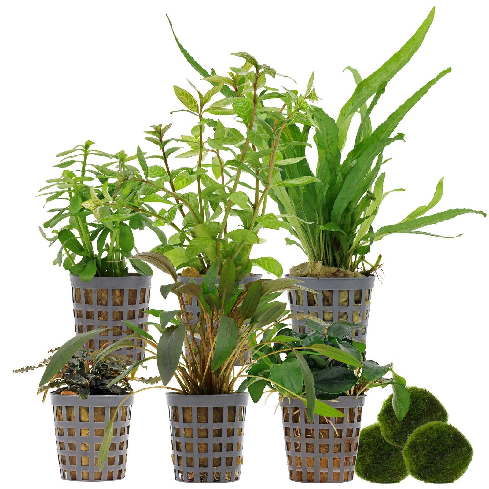 Aquarienpflanzen Set - 60 Liter - Wenig Pflegeaufwand - Nr. 02