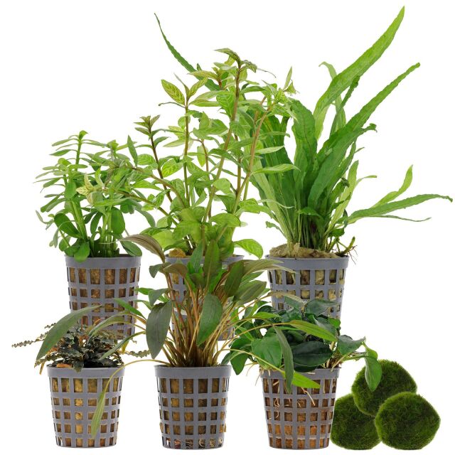 Aquarienpflanzen Set - 60 Liter - Wenig Pflegeaufwand - Nr. 02