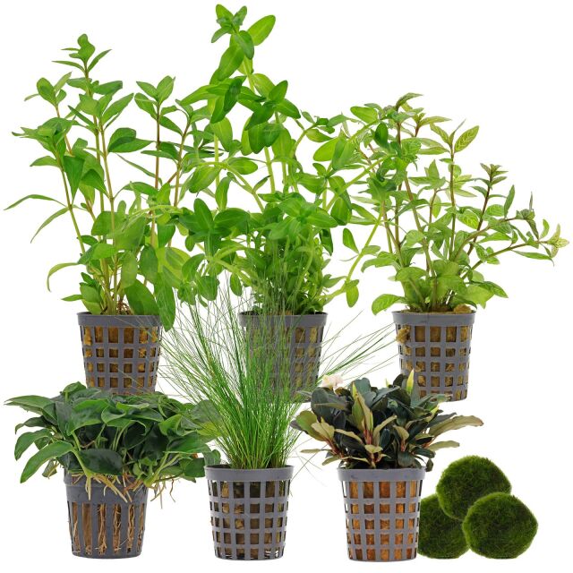 Aquarienpflanzen Set - 120 Liter - Gr&uuml;n - einfach - Nr. 01