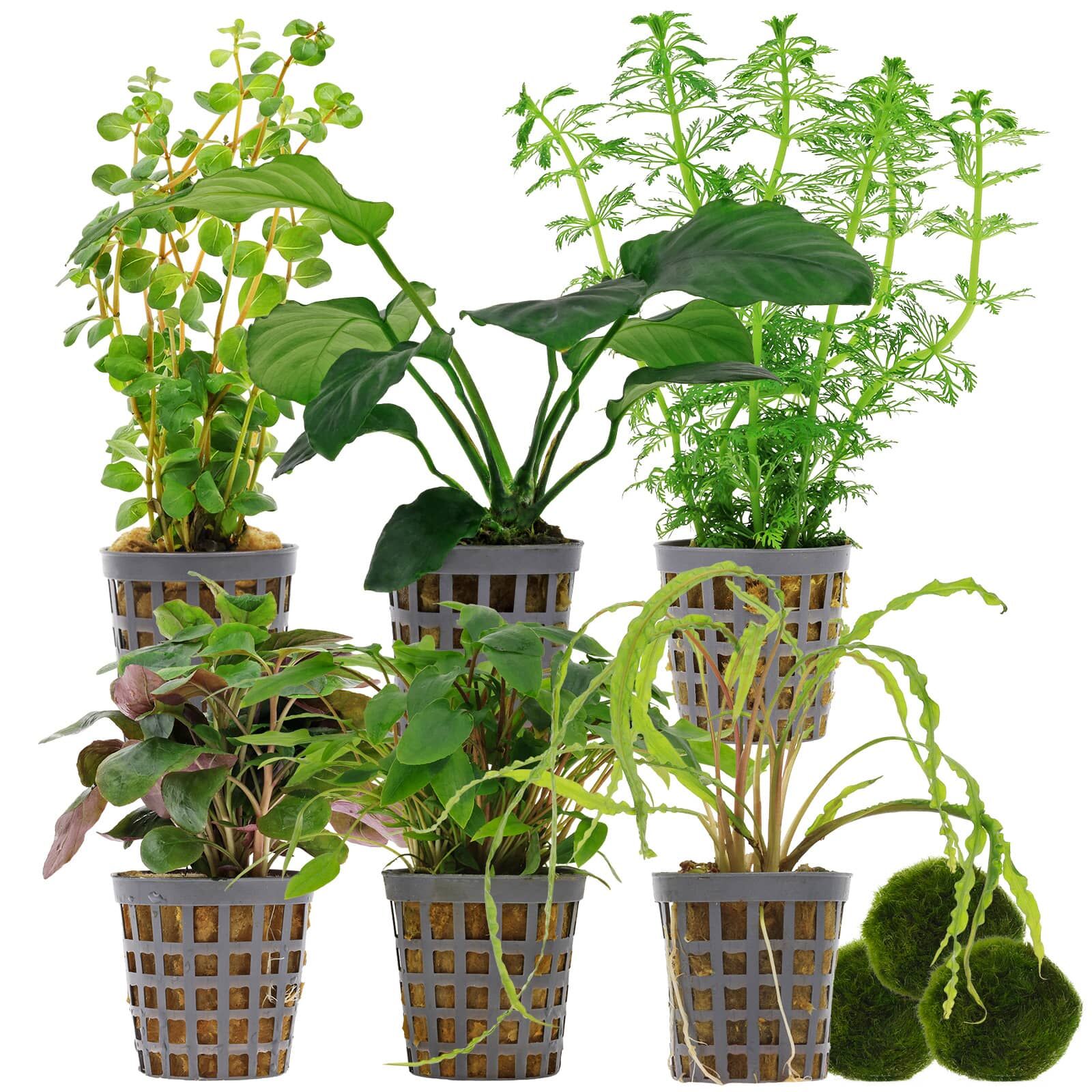 Aquarienpflanzen Set - 120 Liter - Gr&uuml;n - einfach - Nr. 02