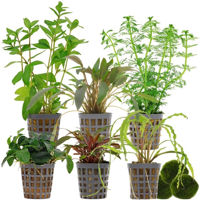 Aquarienpflanzen Set - 120 Liter - Gr&uuml;n - einfach - Nr. 03