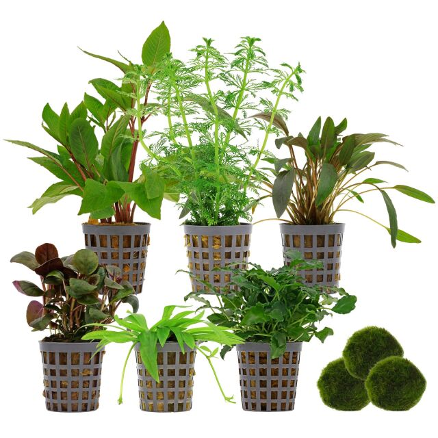 Aquarienpflanzen Set - 120 Liter - Gr&uuml;n - einfach - Nr. 04