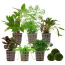 Aquarienpflanzen Set - 120 Liter - Grün - einfach -...
