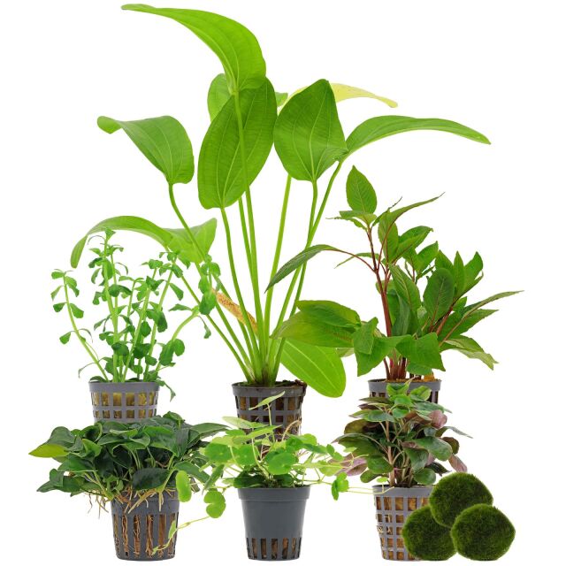 Aquarienpflanzen Set - 120 Liter - Gr&uuml;n - einfach - Nr. 05