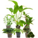 Aquarienpflanzen Set - 120 Liter - Grün - einfach -...
