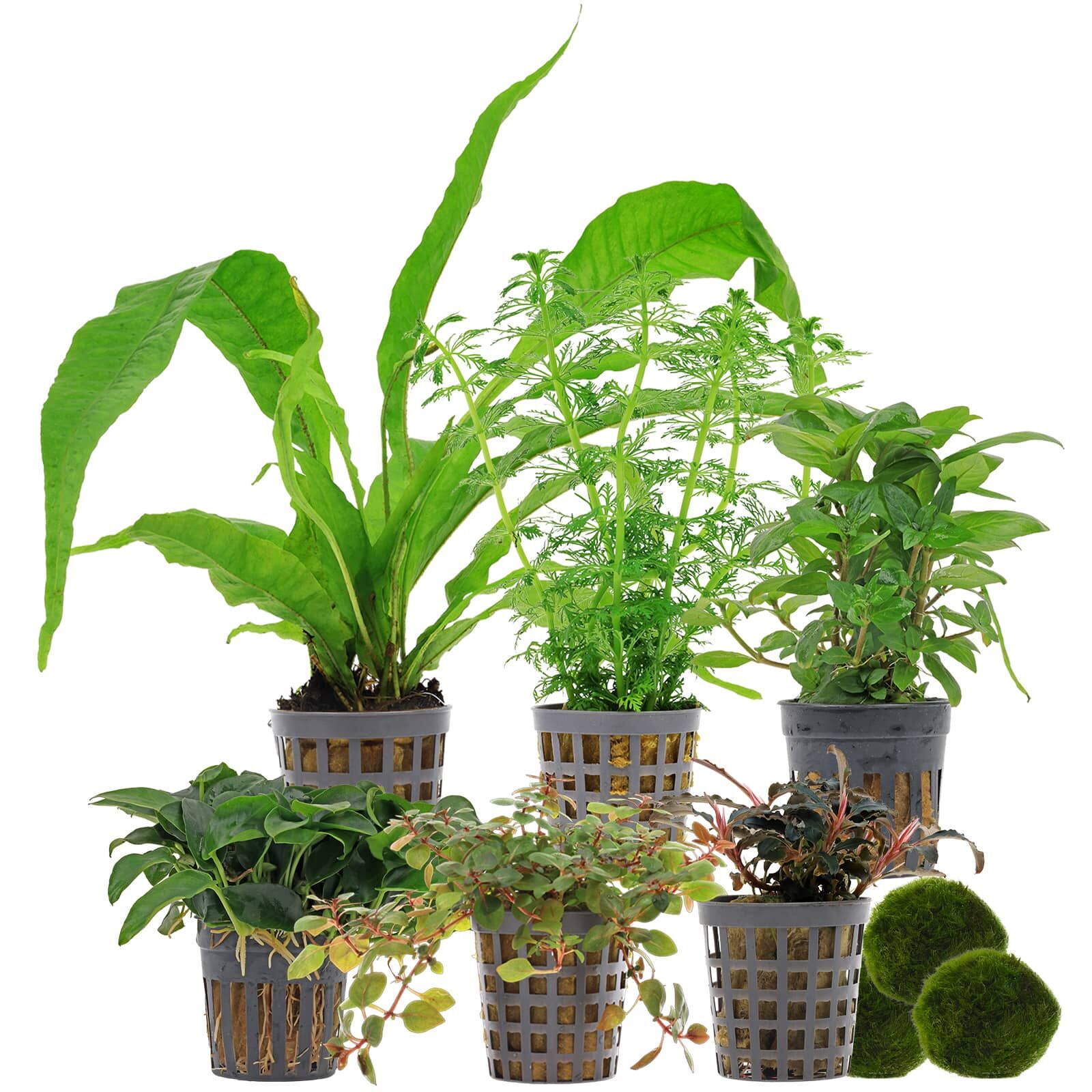 Aquarienpflanzen Set - 120 Liter - Farbig - einfach - Nr. 01