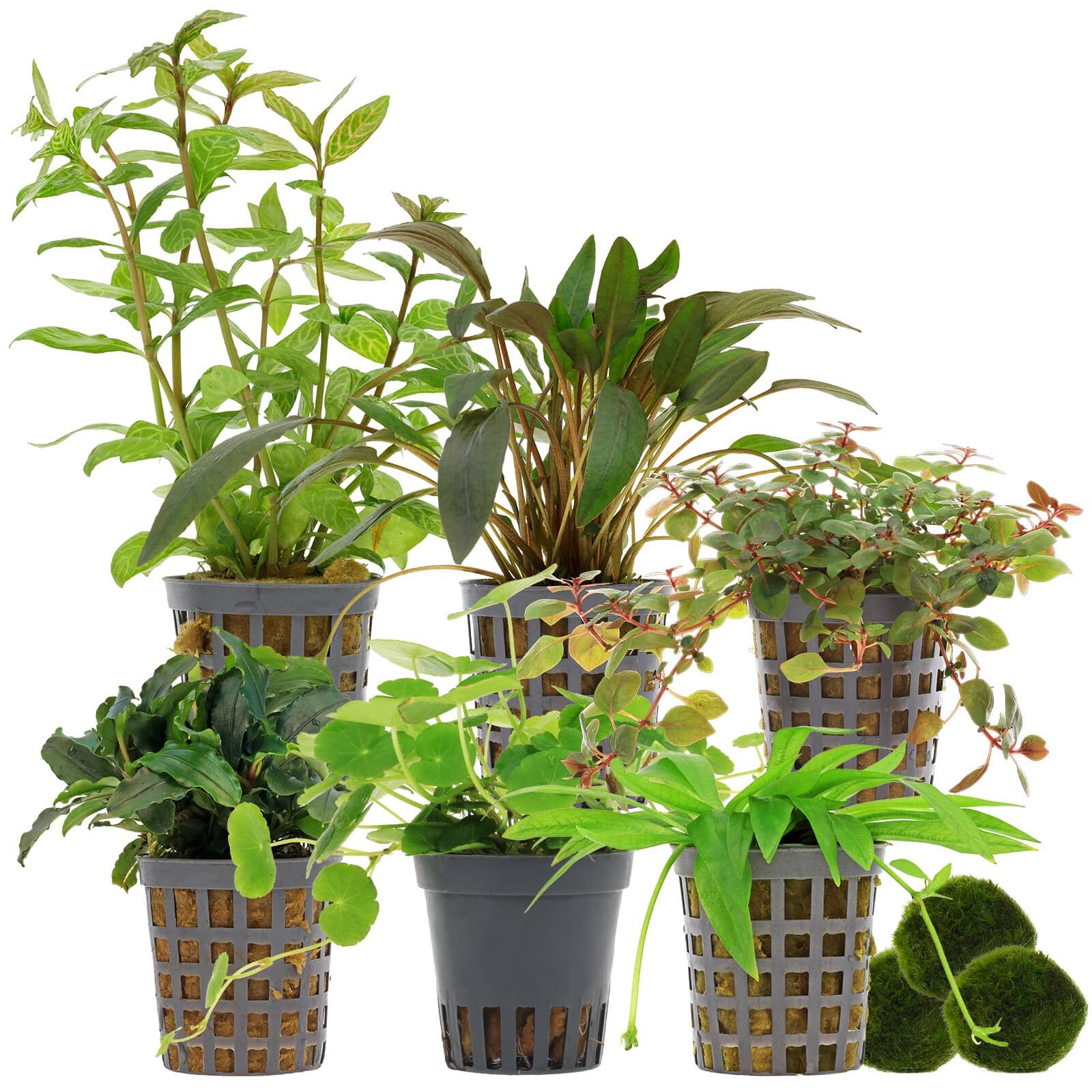 Aquarienpflanzen Set - 120 Liter - Farbig - einfach - Nr. 02