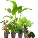 Aquarienpflanzen Set - 120 Liter - Farbig - einfach - Nr....