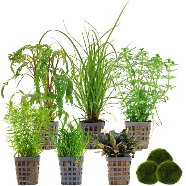 Aquarienpflanzen Set - 120 Liter - Gr&uuml;n - mittel - Nr. 01