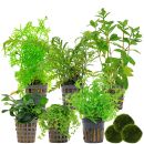 Aquarienpflanzen Set - 120 Liter - Grün - mittel -...