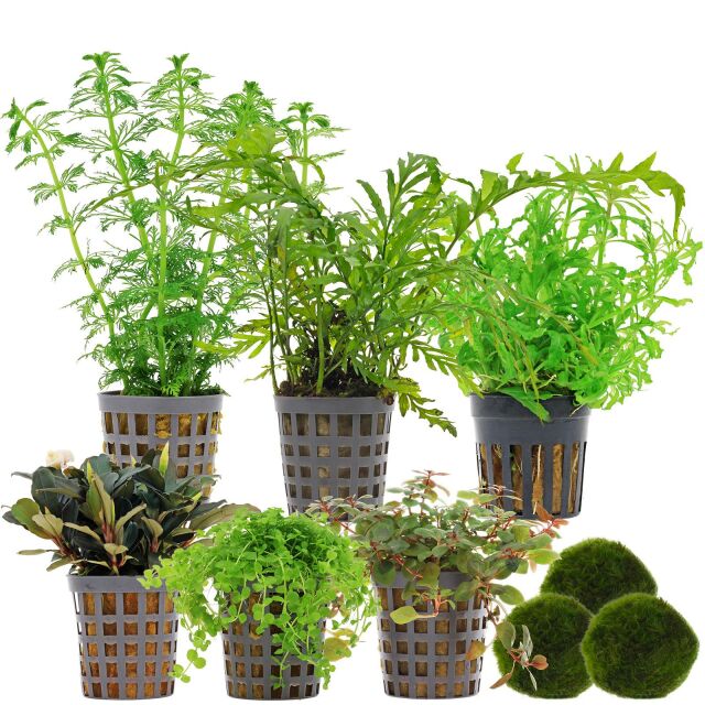 Aquarienpflanzen Set - 120 Liter - Farbig - mittel - Nr. 01