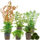 Aquarienpflanzen Set - 120 Liter - Farbig - mittel - Nr....