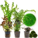 Aquarienpflanzen Set - 120 Liter - Farbig - mittel - Nr....