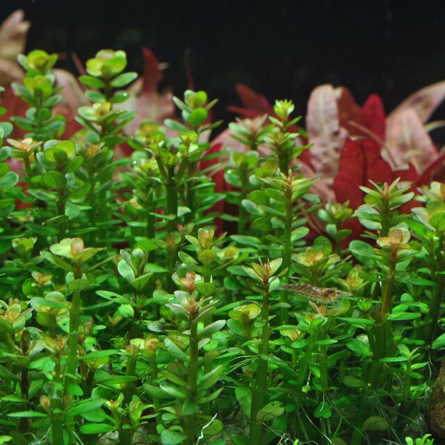 Rotala indica