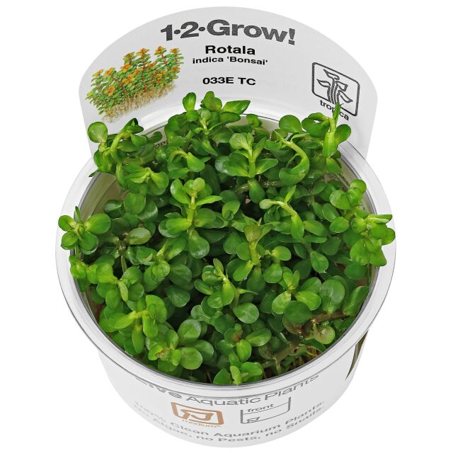 Rotala indica - 1-2-GROW!