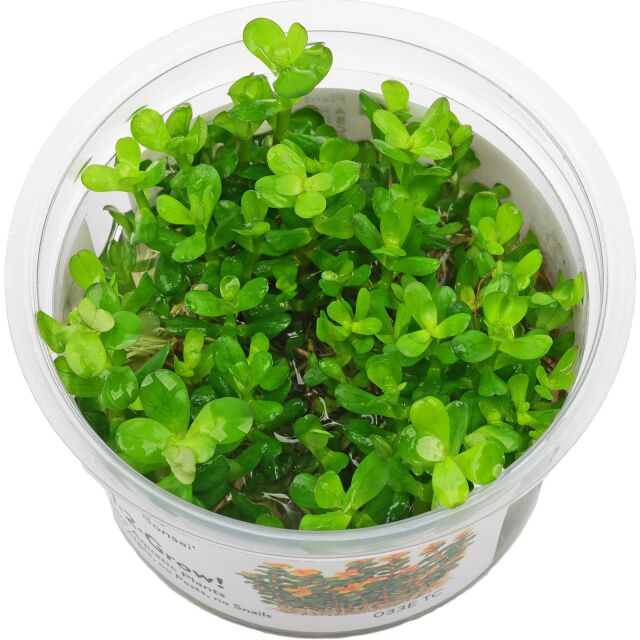 Rotala indica