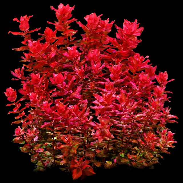 Rotala macrandra