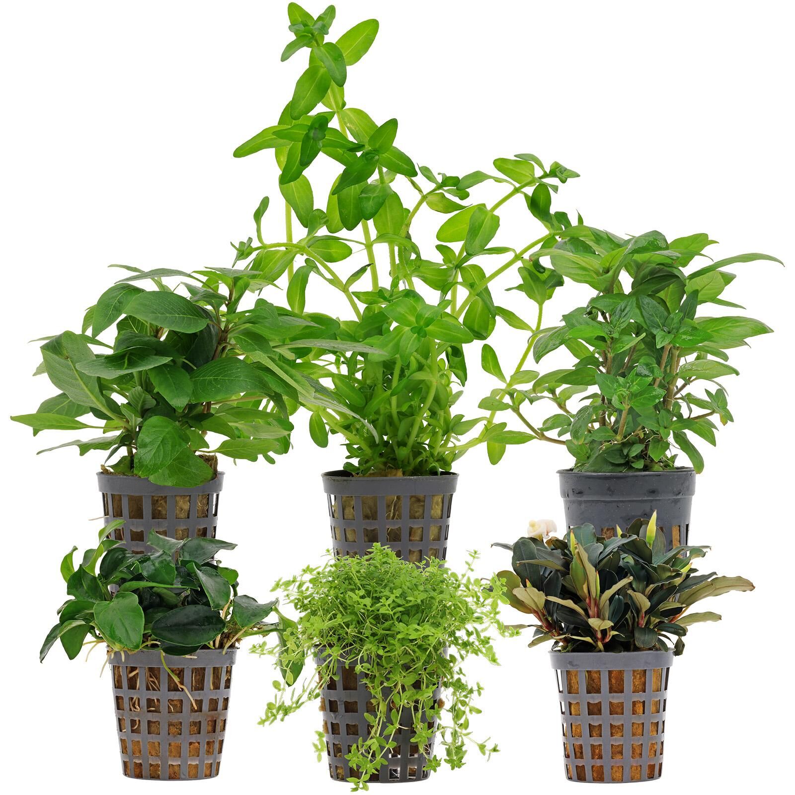 Aquarienpflanzen Set - 30 Liter - Gr&uuml;n - einfach - Nr. 06