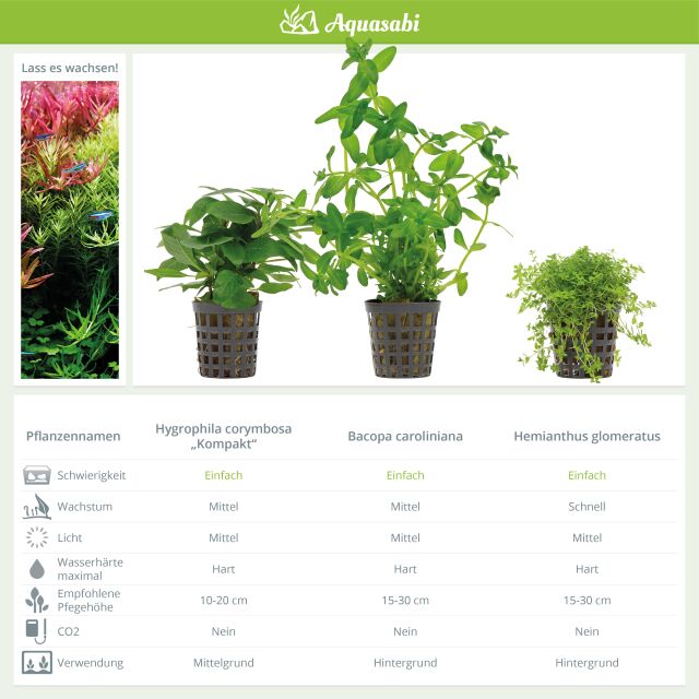 Aquarienpflanzen Set - 30 Liter - Gr&uuml;n - einfach - Nr. 06