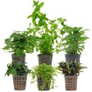 Aquarienpflanzen Set - 30 Liter - Grün - einfach -...