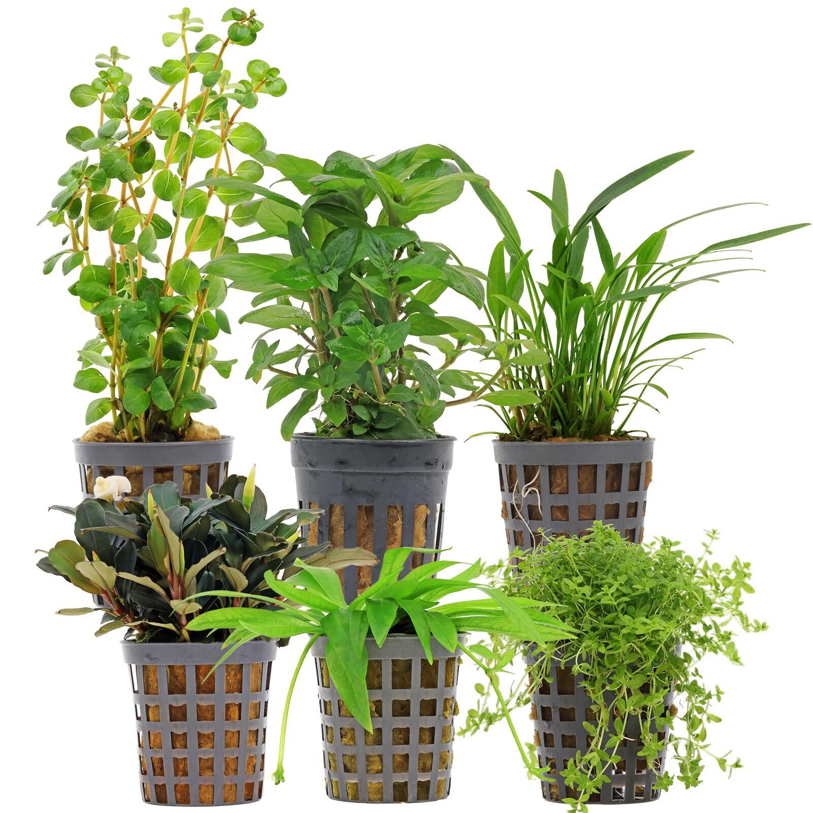 Aquarienpflanzen Set - 30 Liter - Gr&uuml;n - einfach - Nr. 07