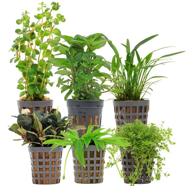 Aquarienpflanzen Set - 30 Liter - Gr&uuml;n - einfach - Nr. 07