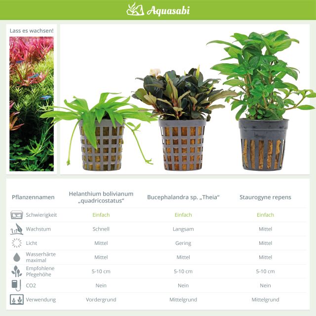 Aquarienpflanzen Set - 30 Liter - Gr&uuml;n - einfach - Nr. 07