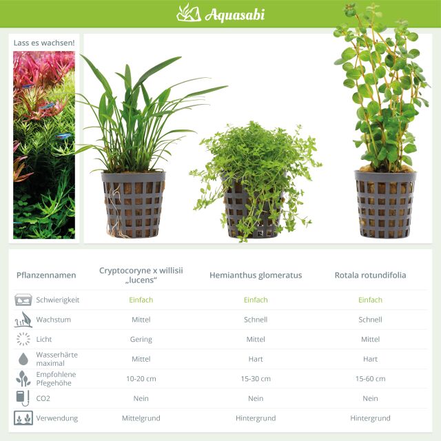 Aquarienpflanzen Set - 30 Liter - Gr&uuml;n - einfach - Nr. 07