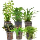 Aquarienpflanzen Set - 30 Liter - Grün - einfach -...