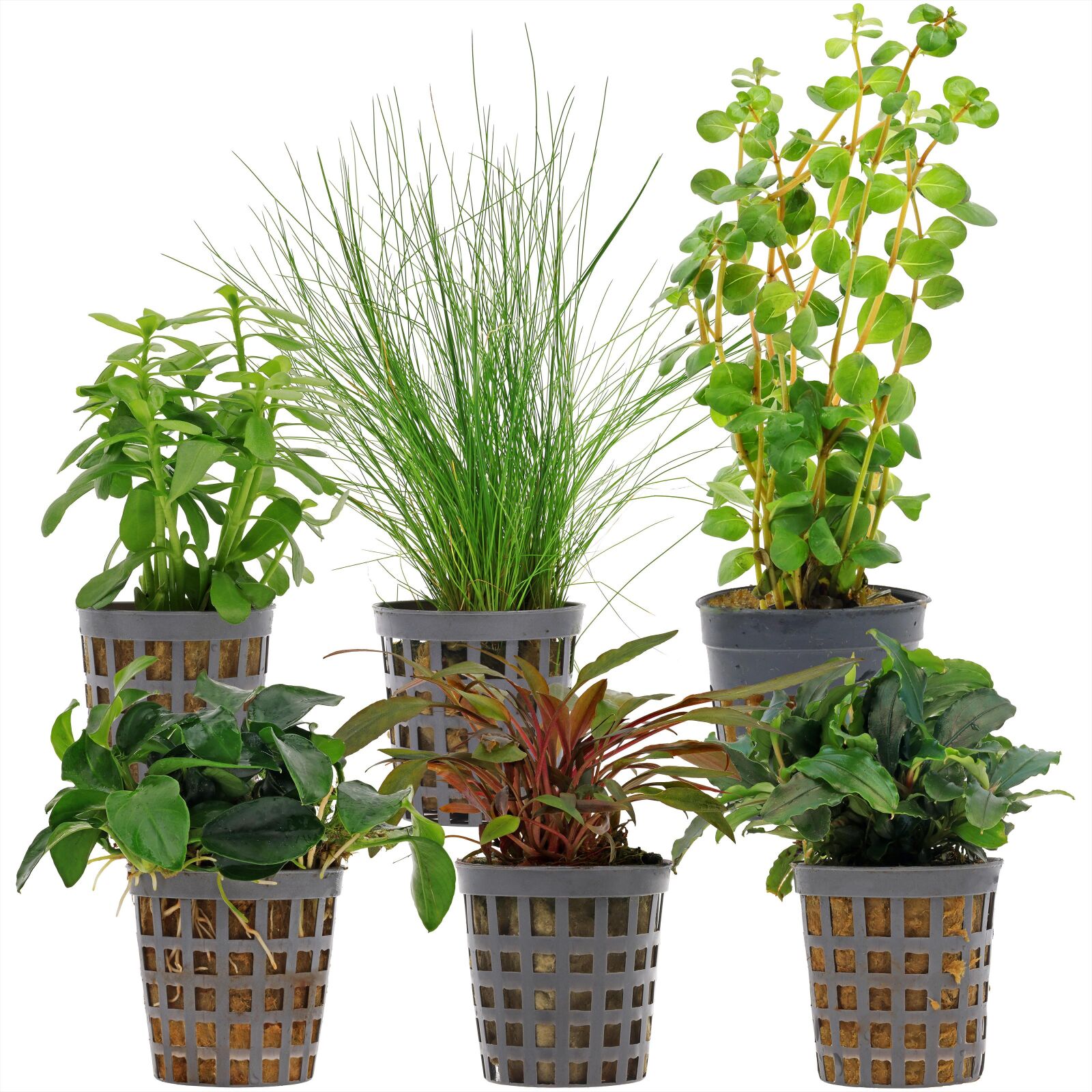 Aquarium Plant Set - 30 Liters - Green - Easy - No. 08