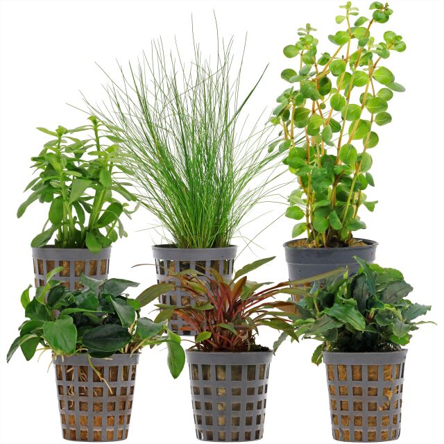Aquarium Plant Set - 30 Liters - Green - Easy - No. 08