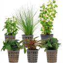 Aquarienpflanzen Set - 30 Liter - Grün - einfach -...