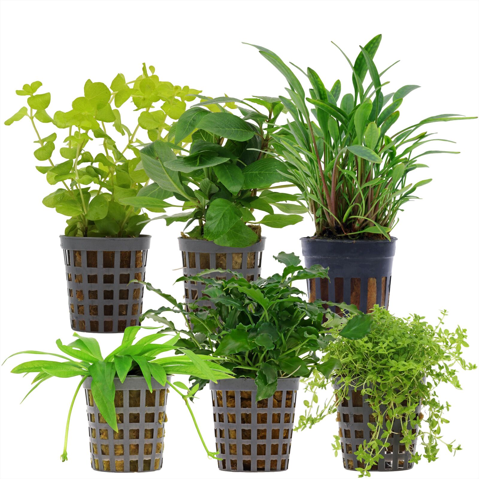 Aquarienpflanzen Set - 30 Liter - Gr&uuml;n - einfach - Nr. 09