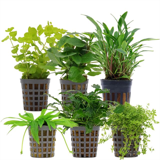 Aquarium Plant Set - 30 Liters - Green - Easy - No. 09