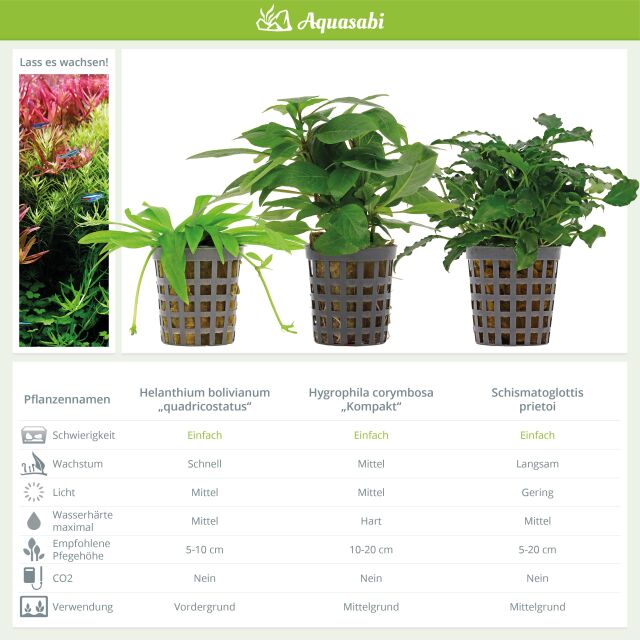 Aquarium Plant Set - 30 Liters - Green - Easy - No. 09