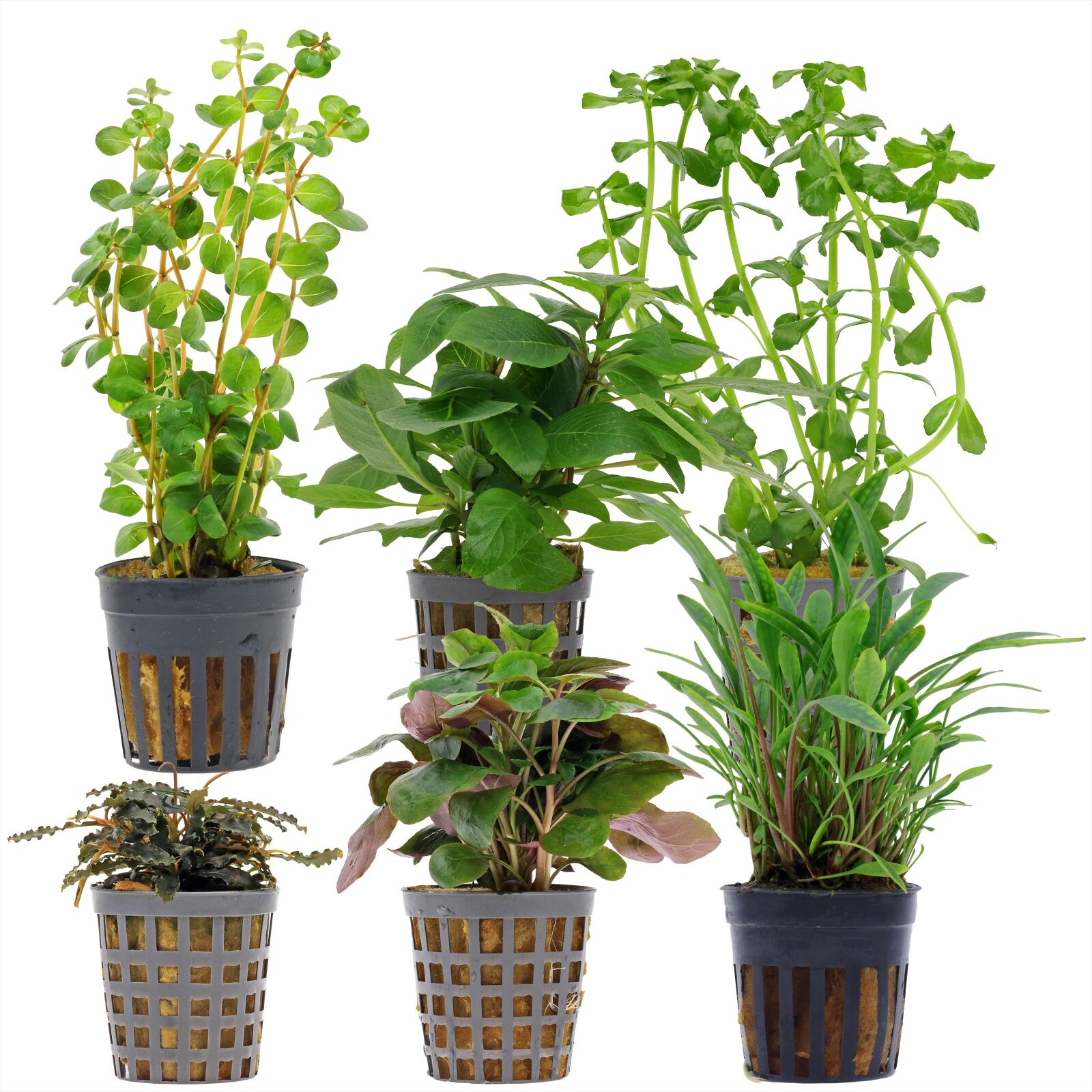 Aquarienpflanzen Set - 30 Liter - Gr&uuml;n - einfach - Nr. 10