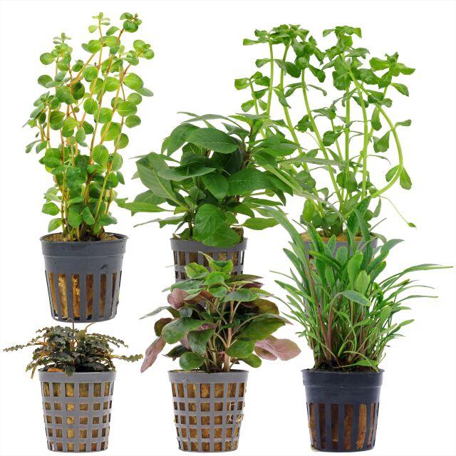 Aquarienpflanzen Set - 30 Liter - Gr&uuml;n - einfach - Nr. 10