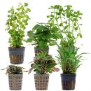 Aquarienpflanzen Set - 30 Liter - Grün - einfach -...