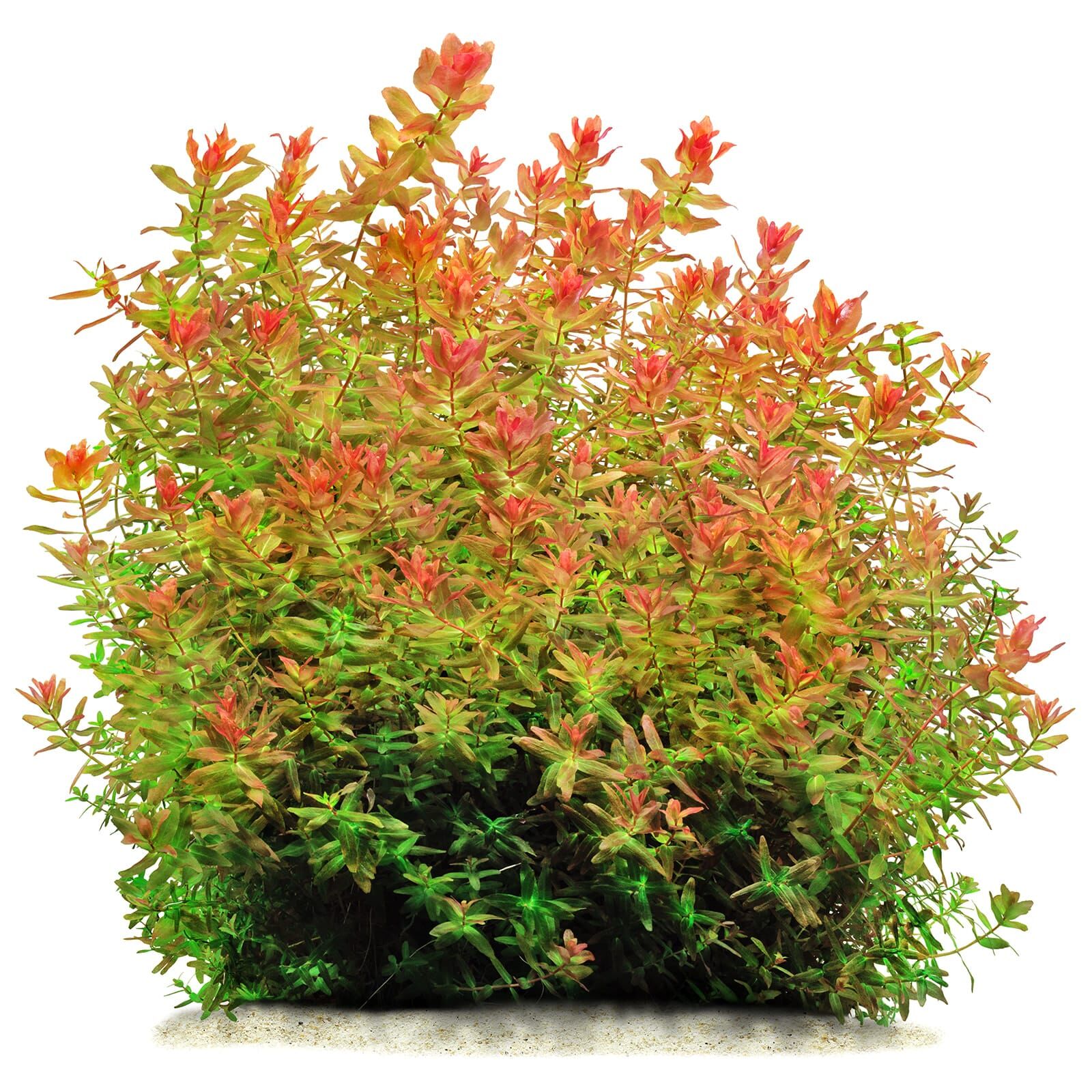 Rotala macrandra "Green" ("Wavy")